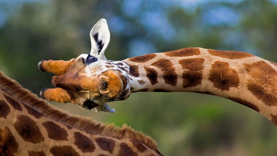Les girafes sortent de leur silence
