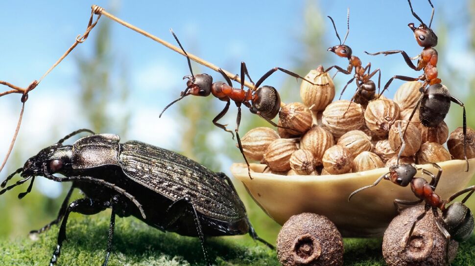 Les fourmis, pas si travailleuses !