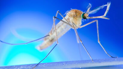 Un Bebe Hospitalise Apres Avoir Ete Pique Par Un Moustique Femme Actuelle Le Mag