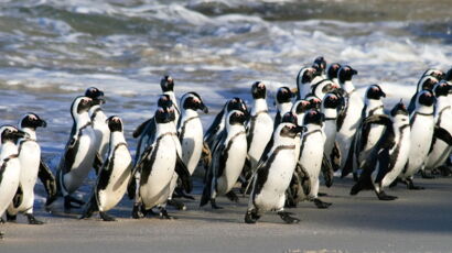 Naissance Du Bebe Manchot Royal On Connait Maintenant Son Nom Et Sa Marraine Femme Actuelle Le Mag