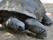 Aux Galápagos, des tortues surgies du passé