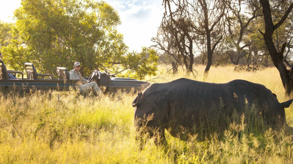 Afrique du sud : safari magique au Kruger
