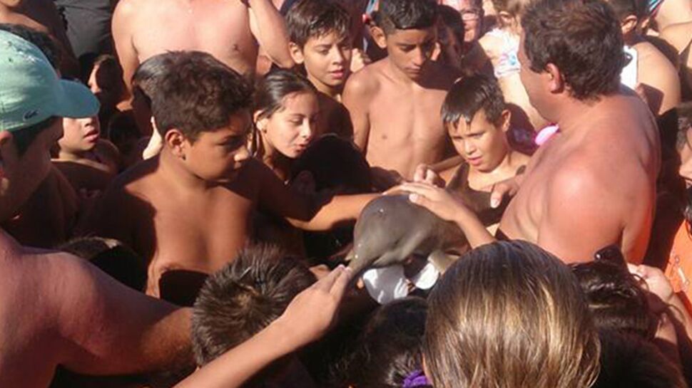 Un bébé dauphin meurt pour quelques selfies