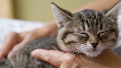 Comment Enlever Facilement Les Poils D Animaux Sur Le Canape Femme Actuelle Le Mag