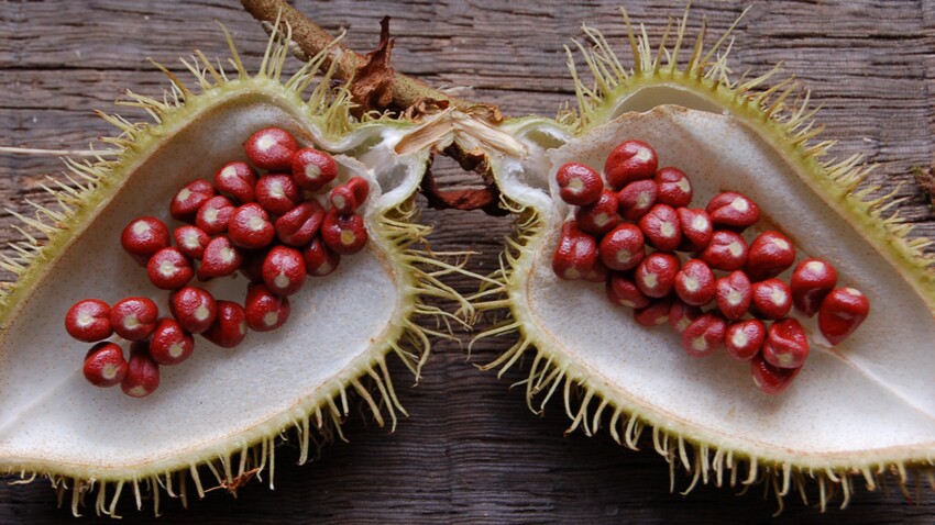Un Fruit Exotique Pour Lutter Contre Le Cancer De La Peau Femme Actuelle Le Mag