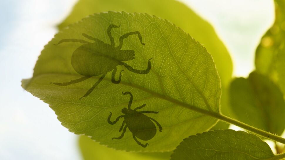 Maladie de Lyme : un danger gravement sous-estimé
