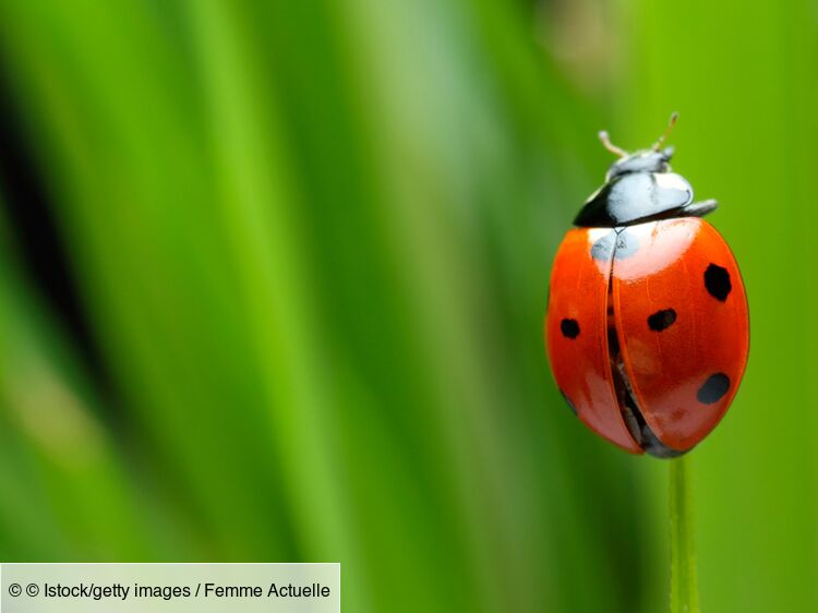 3 astuces pour attirer les coccinelles dans son jardin Femme