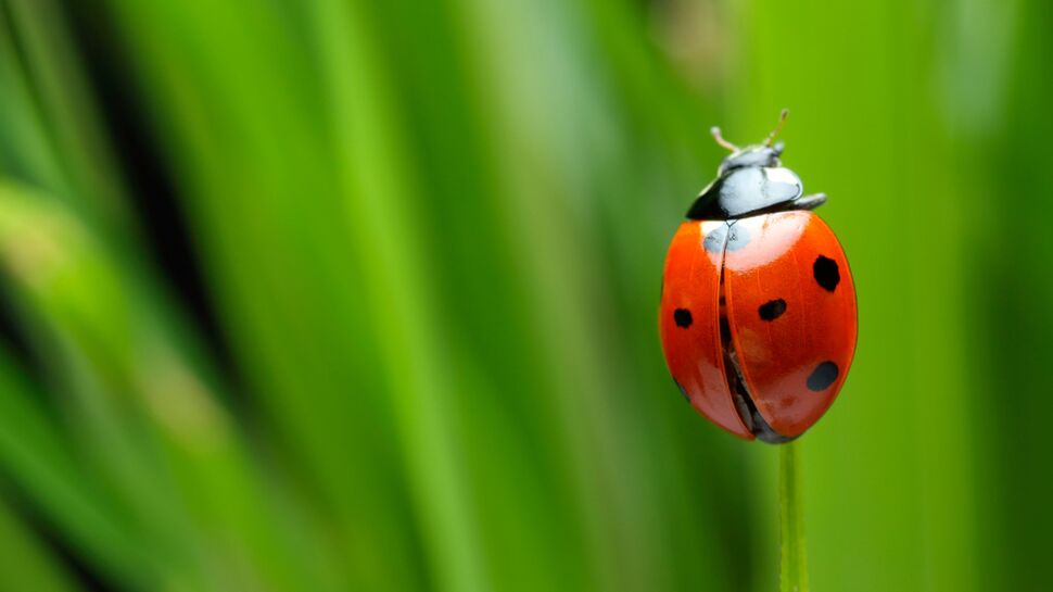 3 astuces pour attirer les coccinelles dans son jardin Femme