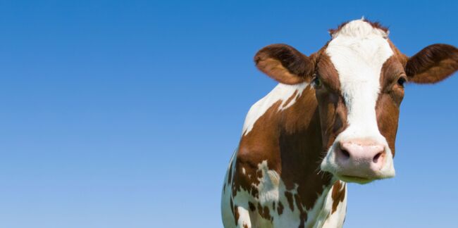 Cartilage de vache : un effet boeuf contre l'arthrose ?