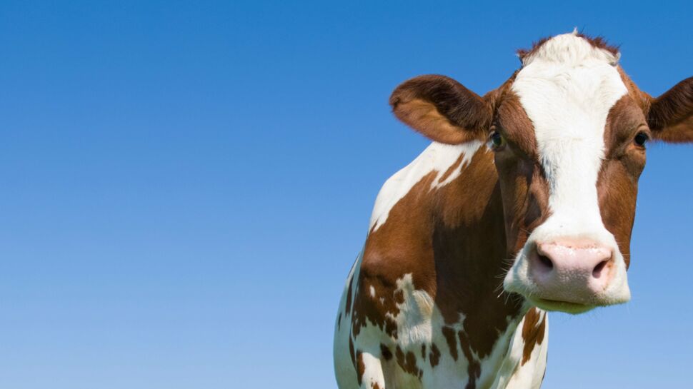 Cartilage de vache : un effet boeuf contre l'arthrose ?