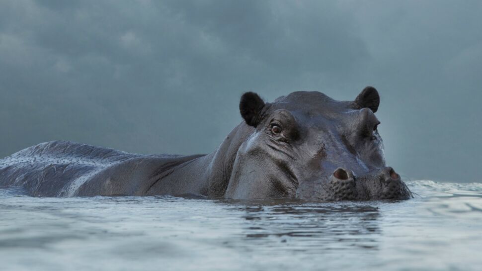 Une improbable colonie d’hippopotames en Colombie