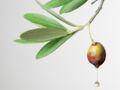 Les vertus santé de l'huile d'olive