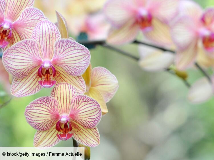 Comment rempoter ses orchidées : Femme Actuelle Le MAG