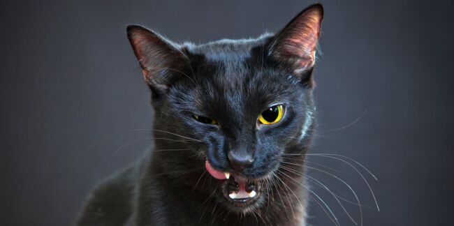 Mais pourquoi avons-nous peur des chats noirs ?