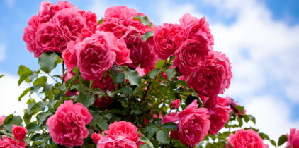 Bien entretenir ses rosiers