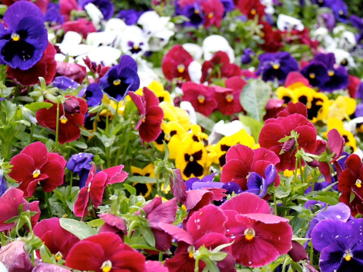 Quelles fleurs et plantes pour avoir un beau jardin en hiver ? - Magazine  Avantages