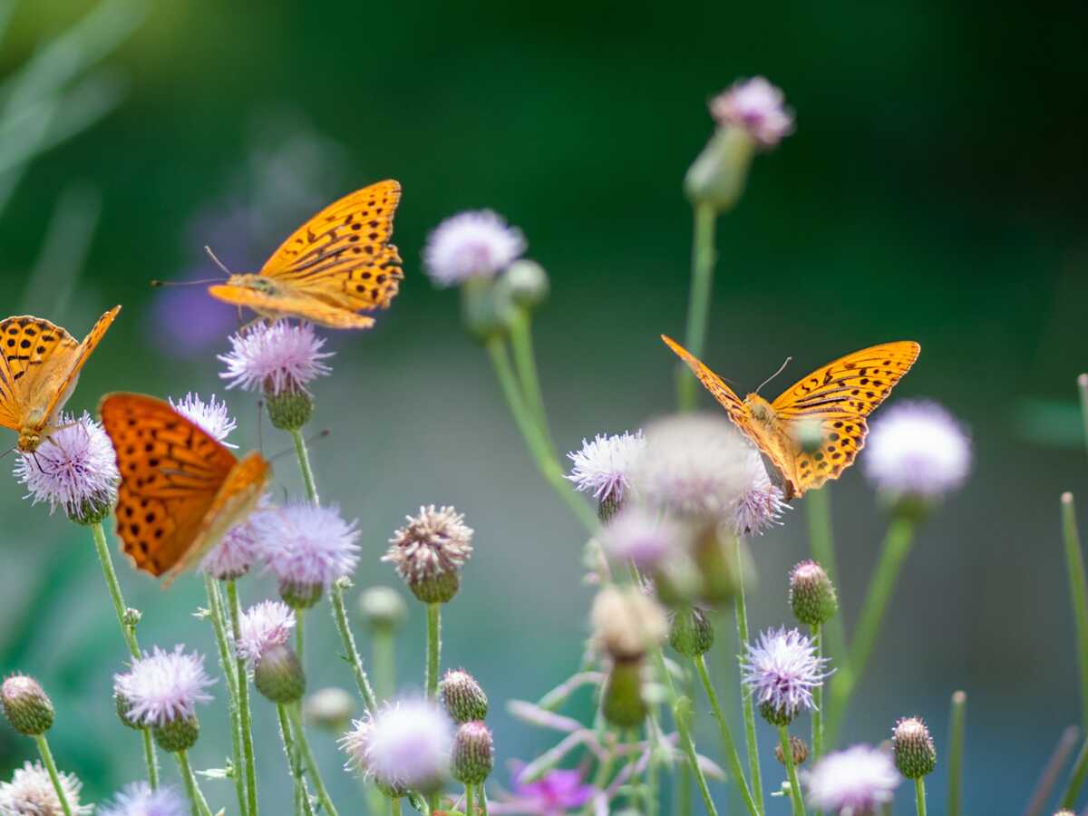 Quelles plantes pour attirer les papillons dans son jardin ?