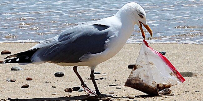 Plastique : les oiseaux piégés par l'odeur