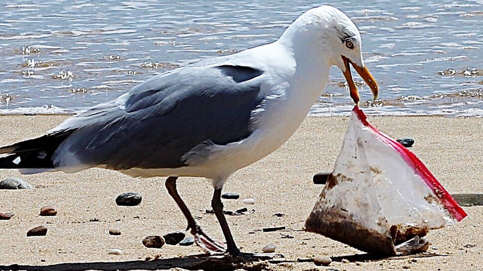 Plastique : les oiseaux piégés par l'odeur