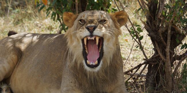 Les lions mangeurs d’hommes avaient une rage… de dents !