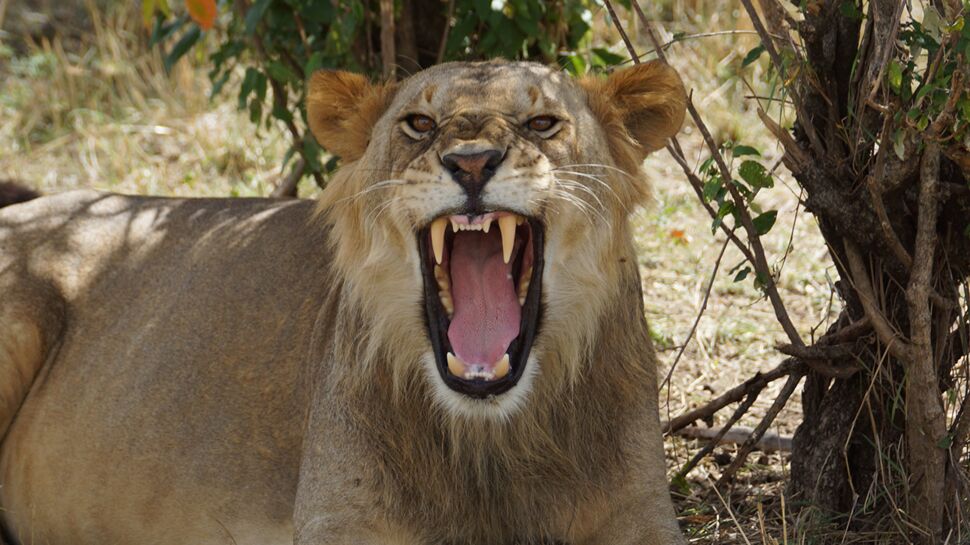 Les lions mangeurs d’hommes avaient une rage… de dents !