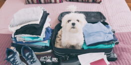 Comment voyager avec mon animal ?