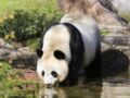 Naissance annoncée d’un bébé panda au zoo de Beauval