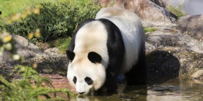 Naissance annoncée d’un bébé panda au zoo de Beauval