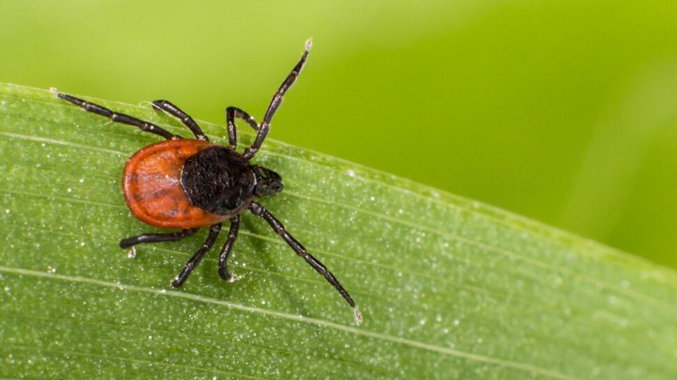 5 vérités sur la maladie de Lyme