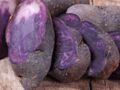 Des pommes de terre vitelotte contre le cancer du côlon ?
