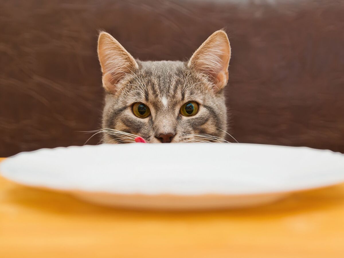 Кошка просит еду. Голодный кот. Голодный котенок. Голодная кошечка. Грустный голодный кот.