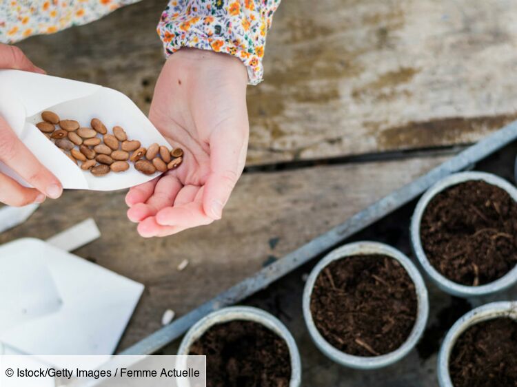 Graines à semer : comment bien les choisir ?