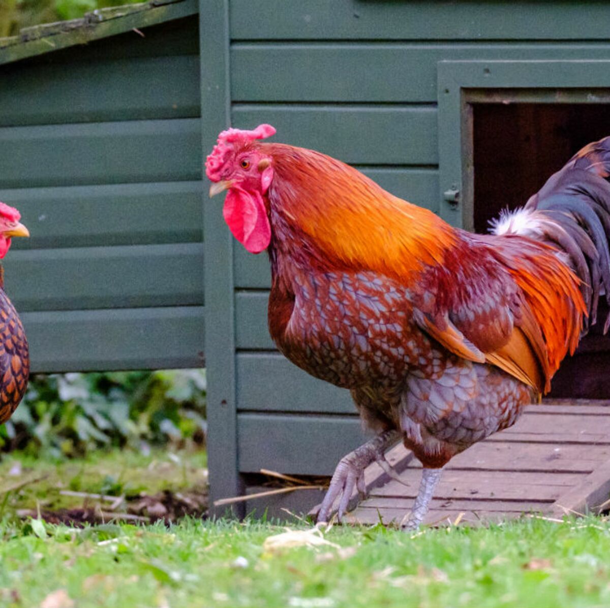 Et Si J Achetais Une Poule Femme Actuelle Le Mag