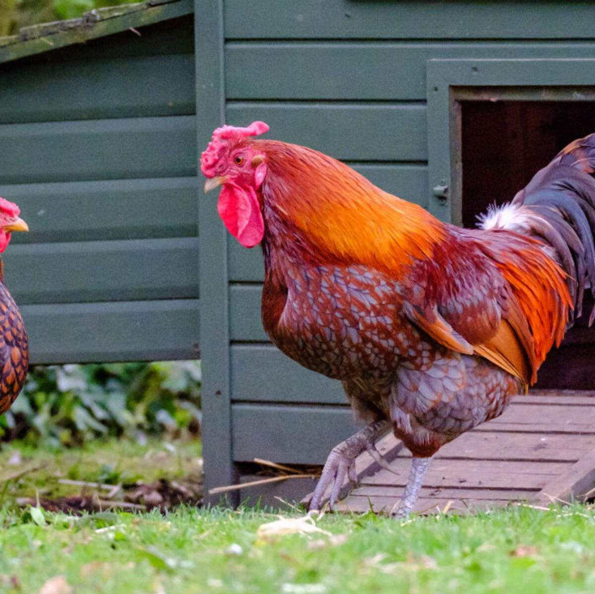Et Si J Adoptais Une Poule Femme Actuelle Le Mag Et Si J Adoptais Une Poule Femme Actuelle Le Mag