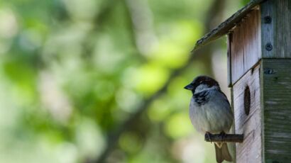 DIY récup mangeoire pour les oiseaux des jardins - Stéphanie bricole