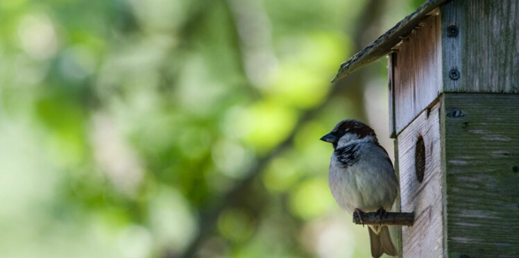 Comment Attirer Les Oiseaux Dans Son Jardin Femme