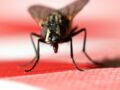 8 astuces naturelles pour se débarrasser des mouches dans la maison