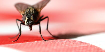 8 astuces naturelles pour se débarrasser des mouches dans la maison