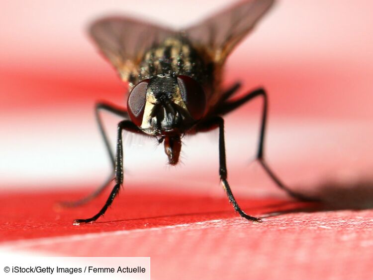 8 astuces naturelles pour se débarrasser des mouches dans la