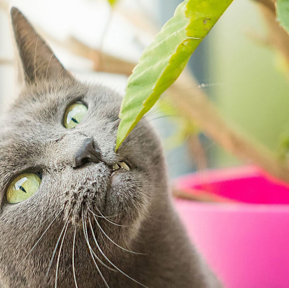 Quelles Plantes Privilegier Quand On A Un Chat Femme Actuelle Le Mag