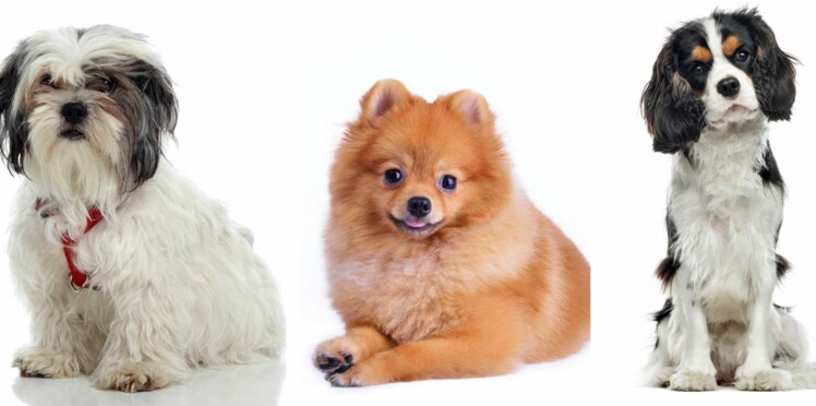 Le Top 5 Des Races De Chiens Amis Des Seniors Femme