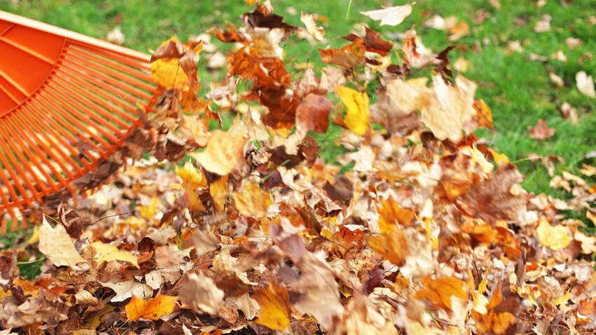 Comment recycler les feuilles mortes de son jardin ? : Femme Actuelle ...