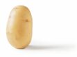 OGM : la patate de la discorde