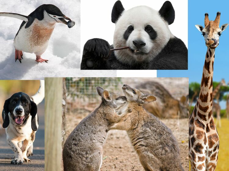 Sexualit2 animaux