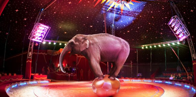 Faut-il interdire les animaux de cirques?