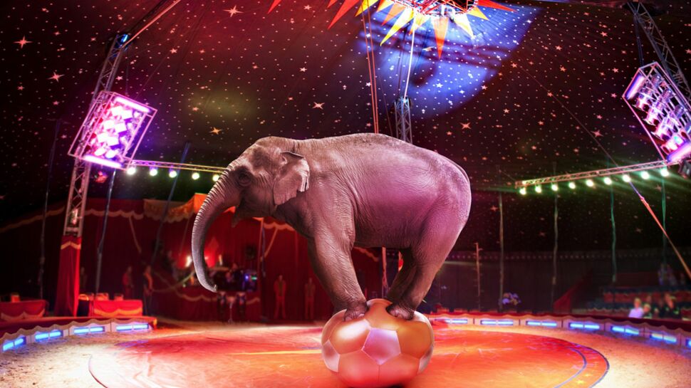 Faut-il interdire les animaux de cirques?