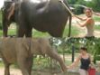 Elles sont parties en Thaïlande soigner les éléphants