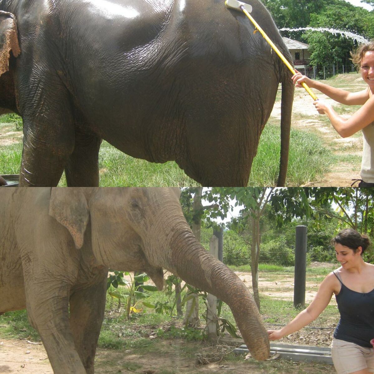 Celui Qui S Occupe Et Soigne Les éléphants