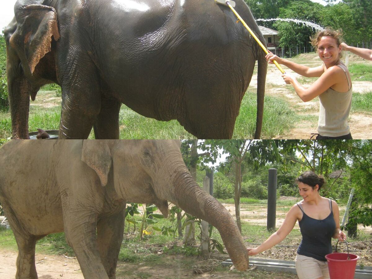 Celui Qui S Occupe Et Soigne Les éléphant