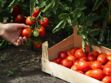 Et si nos tomates retrouvaient du goût?